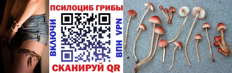 где можно купить наркотик  Октябрьск  Псилоцибиновые грибы Cubensis 